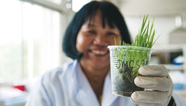 Nguyen Thi Lang of the Cuu Long Delta Rice Research Institute displays rice seedlings engineered to withstand drought, floods and saltwater.