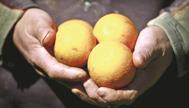 A citrus farmer holds fruit in Melbourne. Australiau2019s fruit and vegetable exports make up about 10% of the countryu2019s $30bn in agriculture exports, but are being targeted for rapid growth as the country tries to transition its economy away from a slowing mining sector.