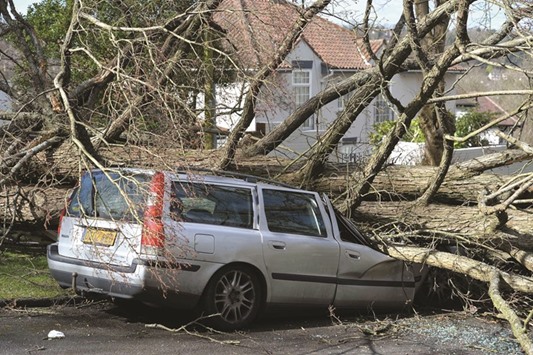 A car lies crushed under a tree in Brighton.