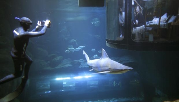 A diver takes pictures as people look at sharks from an underwater room structure installed in the Paris Aquarium earlier this month.
