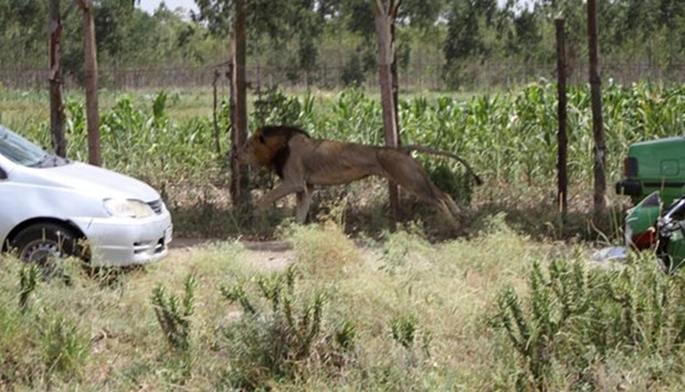 A stray male lion runs during a chase by a Kenya Wildlife Services ranger after it attacked and injured a local resident on outskirts of Nairobi on Wednesday.