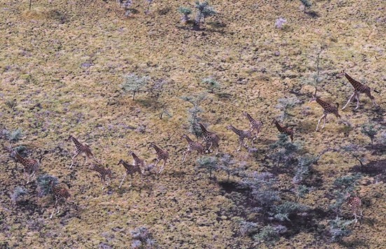 A Wildlife Conservation Society handout photo of a herd of Rothschild giraffes at a National Park in South Sudan.