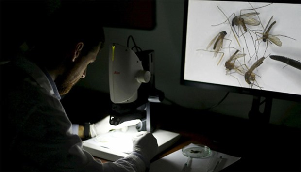 A worker uses an electronic microscope to observe mosquitoes