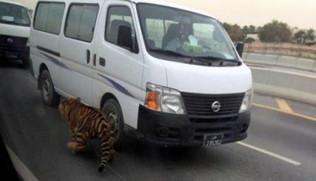 The tiger ran through lanes of heavy traffic