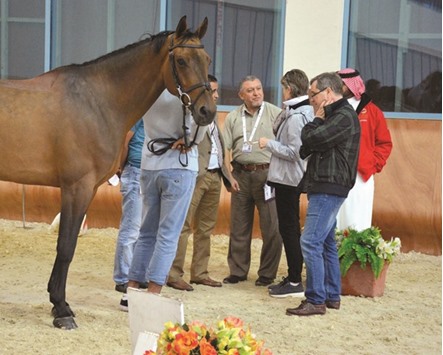 A vet check was conducted for the horses participating in the second leg of the QNB Doha Tour, to be held at the Qatar Equestrian Federation from today. PICTURE: Garsi Lotfi