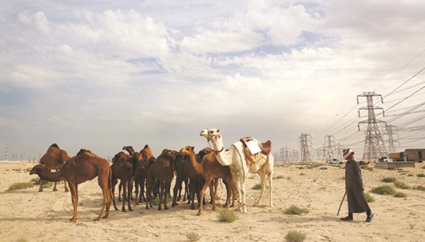 A shepherd watches over his caravan of camels in the desert, 65kms south of Kuwait City.