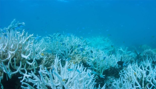 Bleached coral is photographed on Australia's Great Barrier Reef 