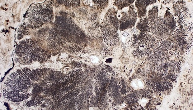 The fossils were discovered in sedimentary rocks at Chitrakoot in central India.