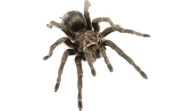 There are some 45,000 known spider species, all of them meat-eating.