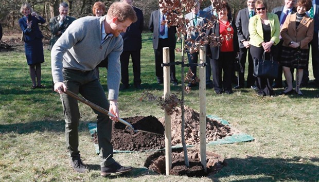 Prince Harry plants a tree in Epping Forest near London yesterday. Harry visited the Field Studies Centre at High Beach to meet school children involved in education conservation activities.