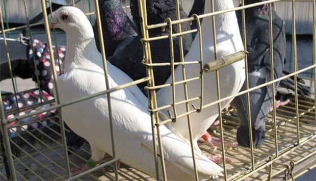 Pigeons wearing leg rings are seen in a cage in Beijing.