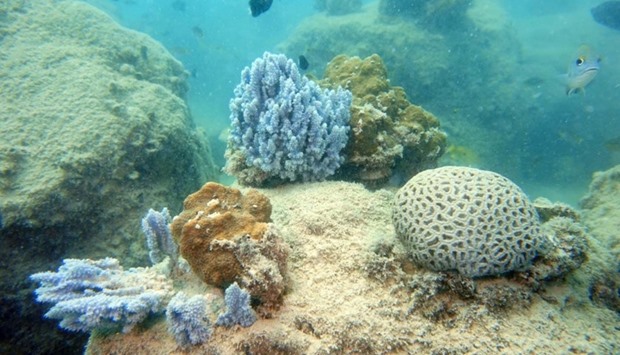 The coral reefs at 'Fasht RasGas' site