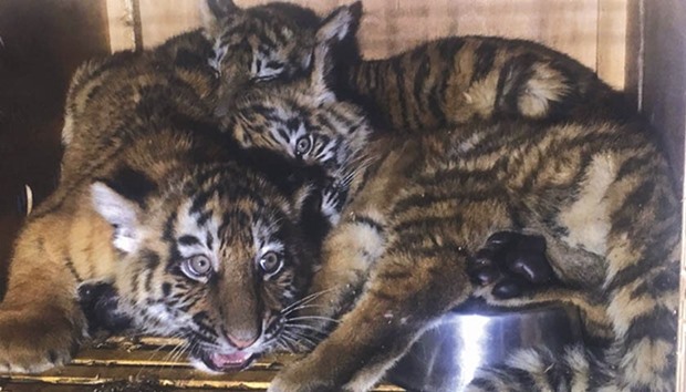 A handout picture made available yesterday by the NGO u201cAnimals Lebanonu201d shows Siberian tiger cubs inside a crate at Beirutu2019s airport after they were rescued.