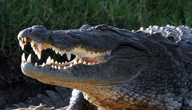 Crocodiles are common in Australia's north.