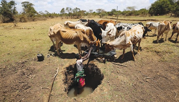 A herder fleeing drought collects water for his cattle in Laikipia County, Kenya.
