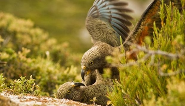 Two kea parrots are seen in New Zealand. Kea live in alpine areas.