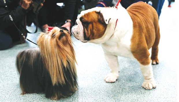 Daily, an English Bulldog and Seguin, a Yorkshire Terrier at a news conference to announce the American Kennel Club (AKC) top ten breeds in New York City.