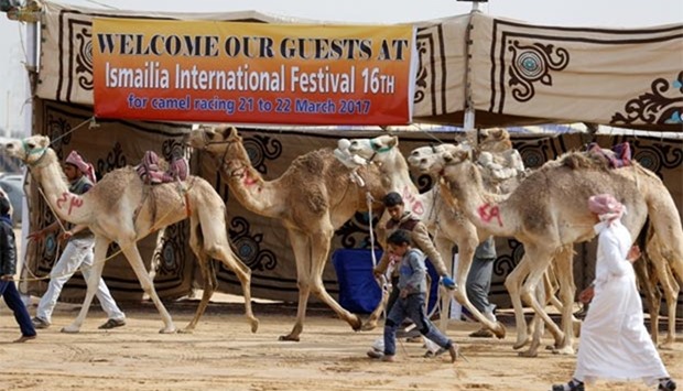 Jockeys, most of whom are children, walk with their camels near the starting line during the opening of the International Camel Racing festival at the Sarabium desert in Ismailia, Egypt.