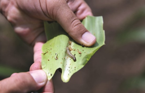 This file picture taken on February 8 shows a crop-eating  armyworm on a sorghum plant at a farm in Settlers, northern province of Limpopo, South Africa.