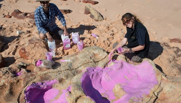 Dr Anthony Romilio and Linda Pollard from the university creating a silicon cast of sauropod tracks in the Lower Cretaceous Broome Sandstone in the Walmadany area of Dampier Peninsula, Western Australia