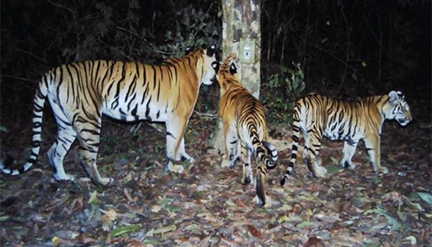 Three Indochinese tigers roam the forest in eastern Thailand.