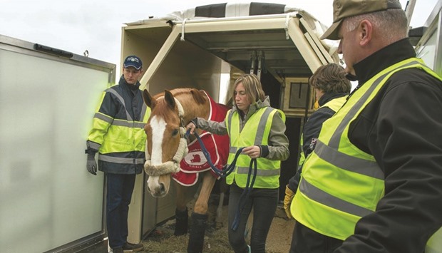 Fifty thoroughbreds were flown on Boeing 777 freighter from Amsterdam to Omaha.