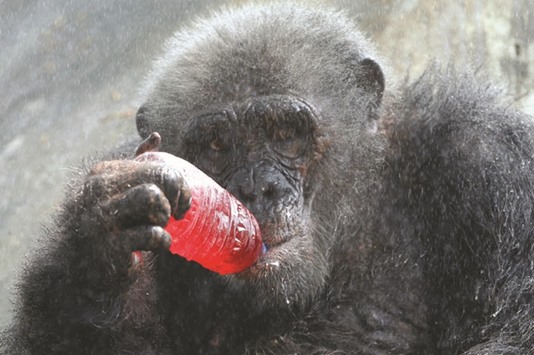 A chimpanzee drinks a sweet refreshment as it is sprayed with water on a hot day at Dusit zoo in Bangkok, Thailand.