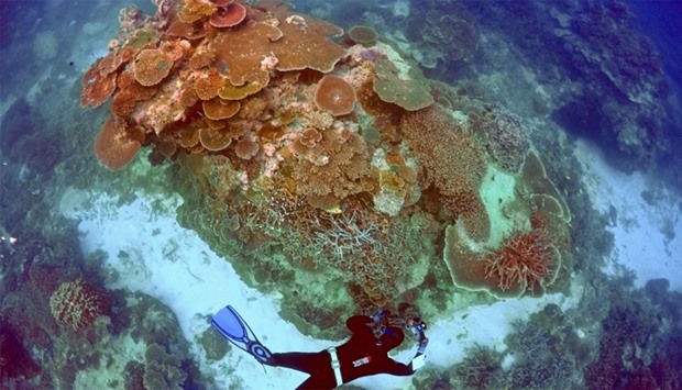 an inspection of the reef's condition in an area called the 'Coral Gardens' located at Lady Elliot I