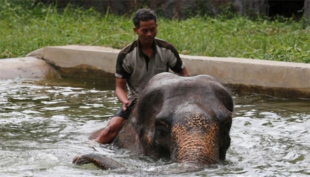 A mahout sits on an elephant as they play in a pool during a hot day at Dusit zoo in Bangkok.