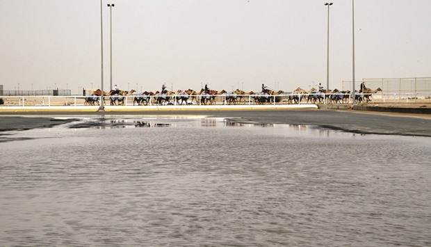 Camels walk past a pool of water, caused by the latest spell of rain, next to the race tracks in Sheehaniya yesterday. PICTURE: Jayaram