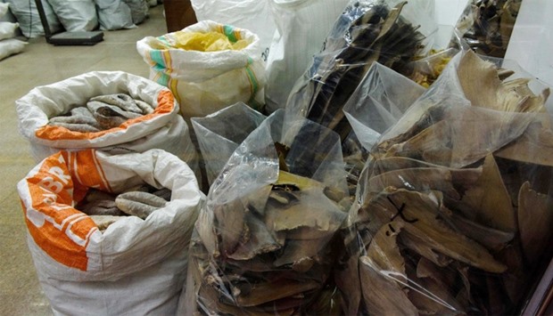 Sacks containing unprocessed dried shark fins