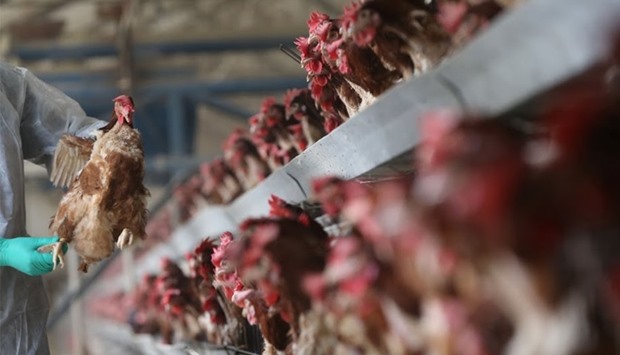 poultry  farm
