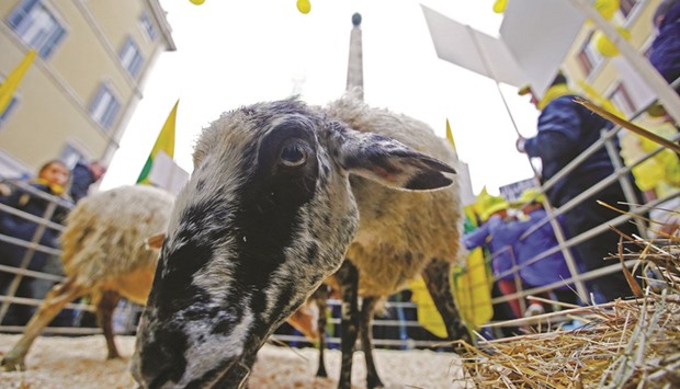 Sheep are seen in front of Romeu2019s Montecitorio Palace during a protest yesterday by farmers from the earthquake zones of Amatrice.