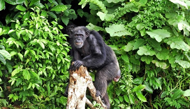 Scientists have developed a vaccine to shield endangered chimpanzees and gorillas against Ebola