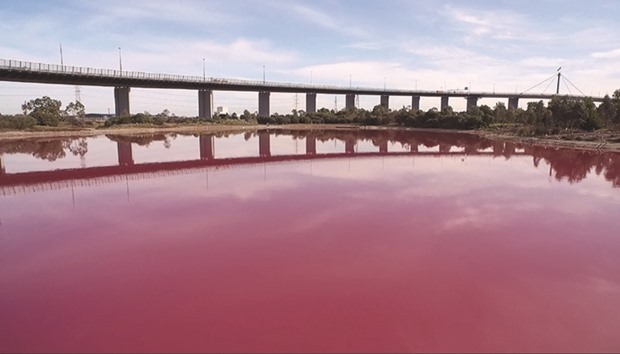 The Westgate Park lake in Melbourne, which has turned pink. The Australian lake has turned a vivid pink thanks to extreme salt levels further exacerbated by hot weather in a startling natural phenomena that resembles a toxic spill.