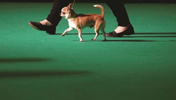 A Chihuahua is shown during the third day yesterday of the Crufts Dog Show in Birmingham.