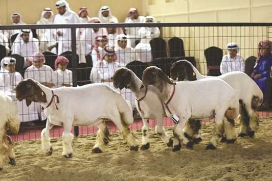 Visitors gather around a livestock enclosure at the Halal Qatar Festival. Below: A child holds a kid as others look on.