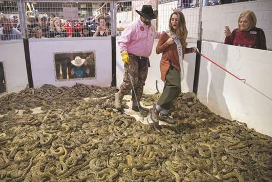 Travis Gardner assists u2018Miss Texasu2019 Margana Wood as she makes her way through a pit of rattlesnakes during the Sweetwater Rattlesnake Roundup yesterday at the Nolan County Coliseum in Sweetwater, Texas.