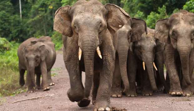There are believed to be some 1,200 wild Asian elephants in peninsular Malaysia, down from as many as 1,700 in 2011.