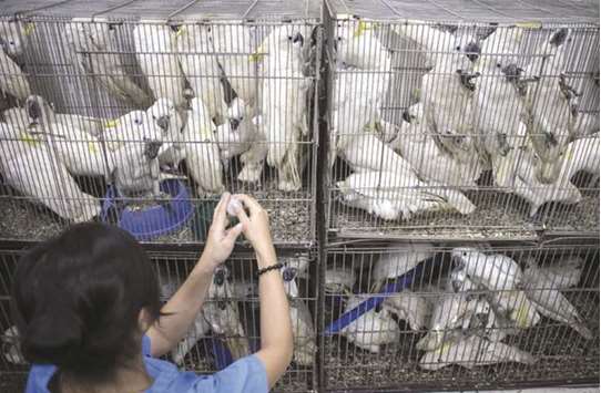 A staff of Ninoy Aquino Parks and Rescue Centre feeds rescued sulphur-crested cockatoos near a cage in Manila, yesterday.