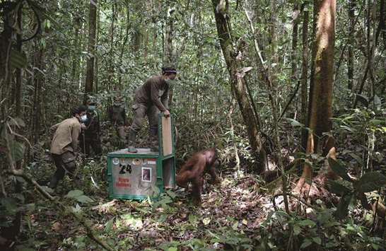 FREEDOM: Staff members from the animal rights group Borneo Orangutan Survival (BOS) release an orangutan into the wild.