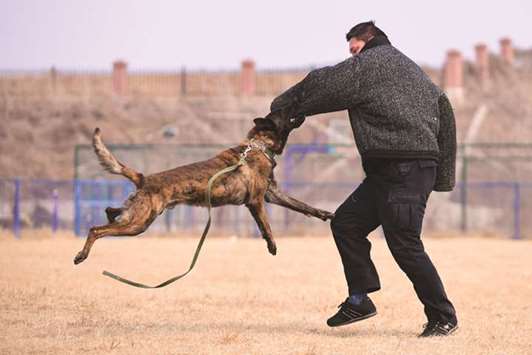 A police dog takes part in a training session with an officer in Shenyang, Liaoning province, China, yesterday.