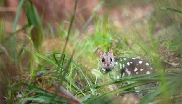 An eastern quoll takes its first steps into the wild during a translocation in Jervis Bay in northern New South Wales.
