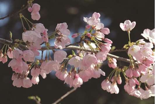 Early blooming cherry blossoms are seen in Tokyo, yesterday.