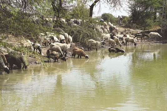 Migratory sheep from Gujaratu2019s Kutch region drink water from a pond along the Sanand-Nalsarovar road near Mankol village, some 55 kms from Ahmedabad. Sheep, goats and camels from Kutch, escorted by members of the Rabari nomadic pastoral community, walk hundreds of kilometres in search of water and pasture. This is their annual routine but this time the entire state of Gujarat is facing a water crisis.