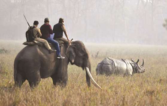 Forestry officials on an elephant look at a one-horned rhino as they conduct a census of the endangered species at the Pobitora Wildlife Sanctuary, some 45km from Guwahati, yesterday. Pobitora has the highest concentration of Indian one-horned rhinos in the world.