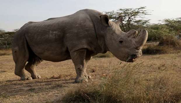 The last surviving male northern white rhino named 'Sudan' is seen at the Ol Pejeta Conservancy in Laikipia