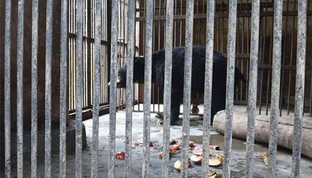 Nineteen-year-old sloth bear Rangila, a former dancing bear who was rescued in 2017, stands in an enclosure at the Kathmandu zoo on Wednesday.