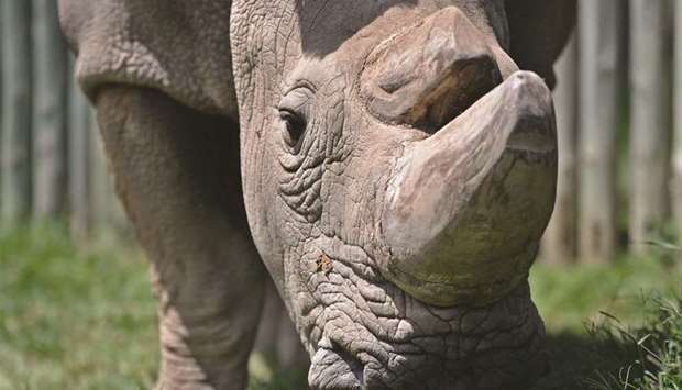 Sudan, the last known male of the northern white rhinoceros subspecies.