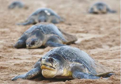 In this photo taken on February 23, 2018, olive ridley sea turtles return to the sea after laying eggs on Rushikulya Beach, some 140km southwest of Bhubaneswar in Indiau2019s eastern Odisha state. Olive ridley turtles navigate thousands of miles of open ocean to reach Odisha, where they come ashore in numbers not seen anywhere else in the world.